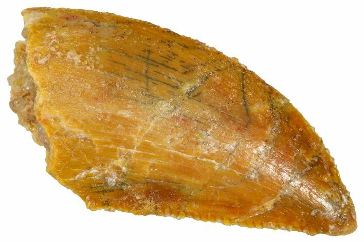 Serrated Raptor Tooth - Real Dinosaur Tooth #370285